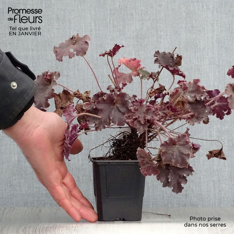 Heuchera micrantha Cappuccino Vasetto da 8/9 cm esemplare consegnato in inverno