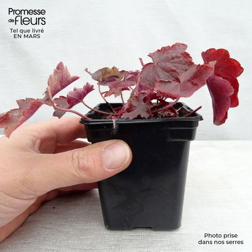 Heuchera micrantha Palace Purple Vasetto da 7/8 cm esemplare consegnato in inverno