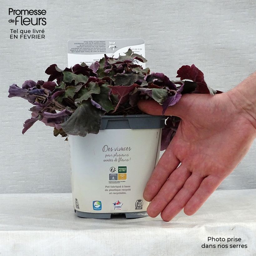 Heuchera micrantha Palace Purple Vaso da 2L/3L esemplare consegnato in inverno