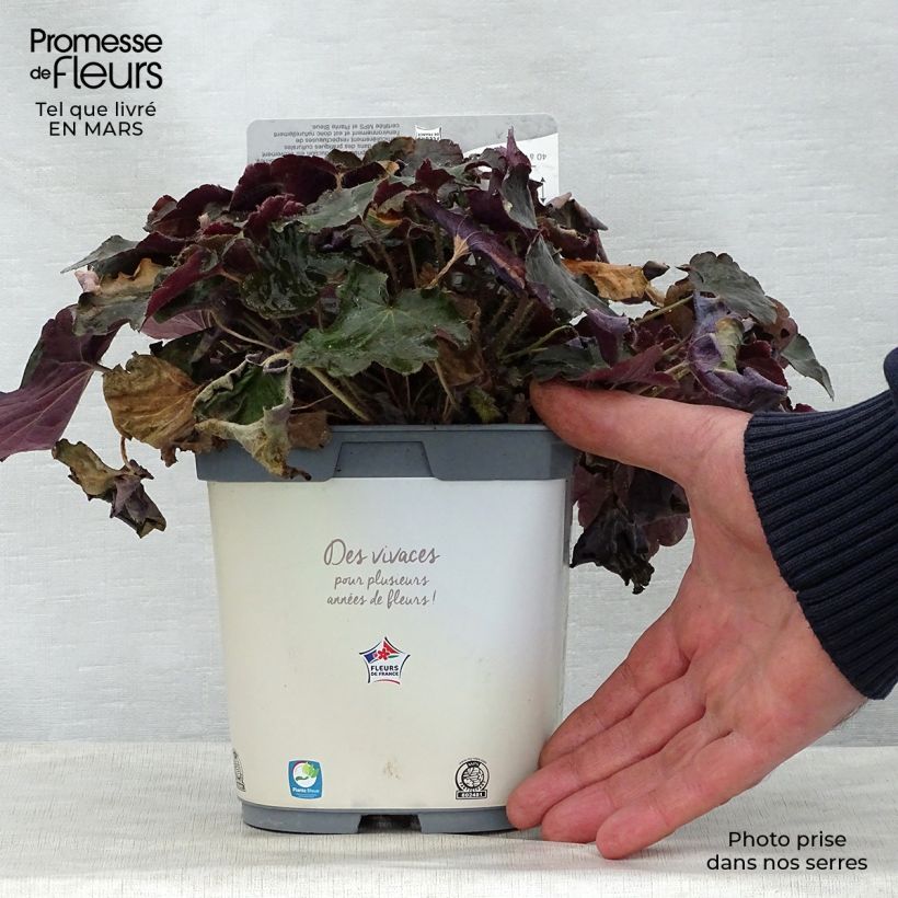 Heuchera micrantha Palace Purple Vaso da 2L/3L esemplare consegnato in primavera