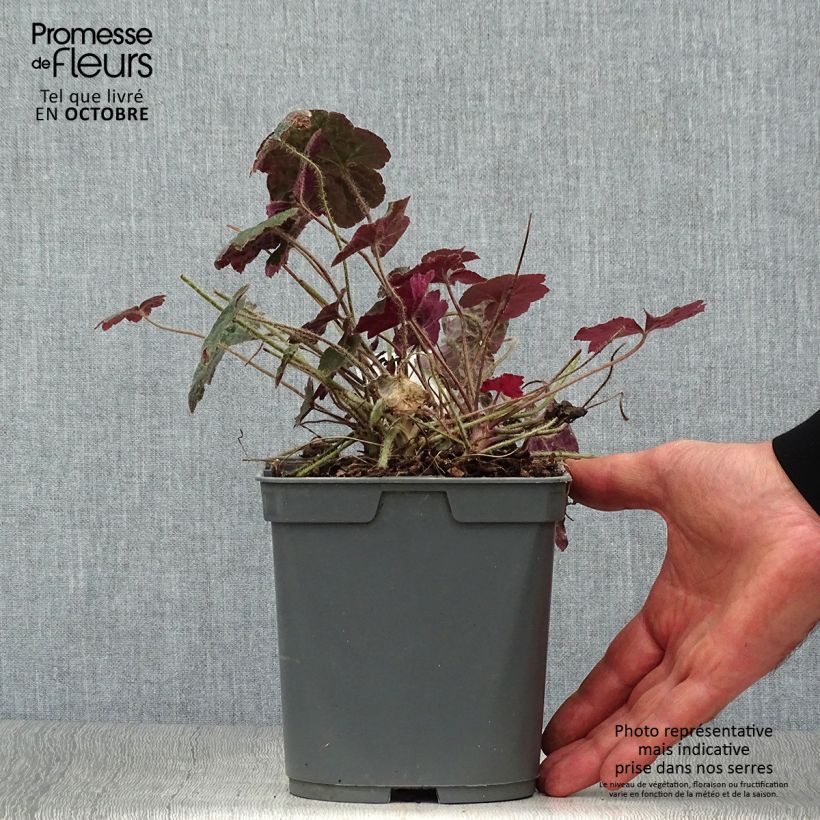 Esemplare di Heuchera micrantha Palace Purple Vaso da 2L/3L come consegnato in autunno