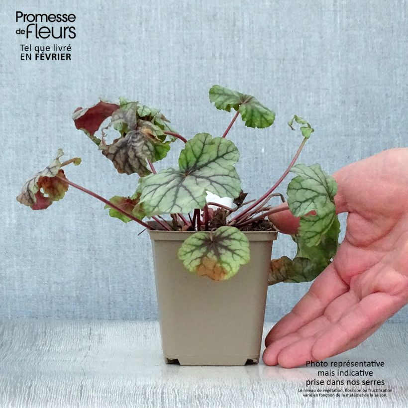 Heuchera Mint Frost Vasetto da 8/9 cm esemplare consegnato in inverno