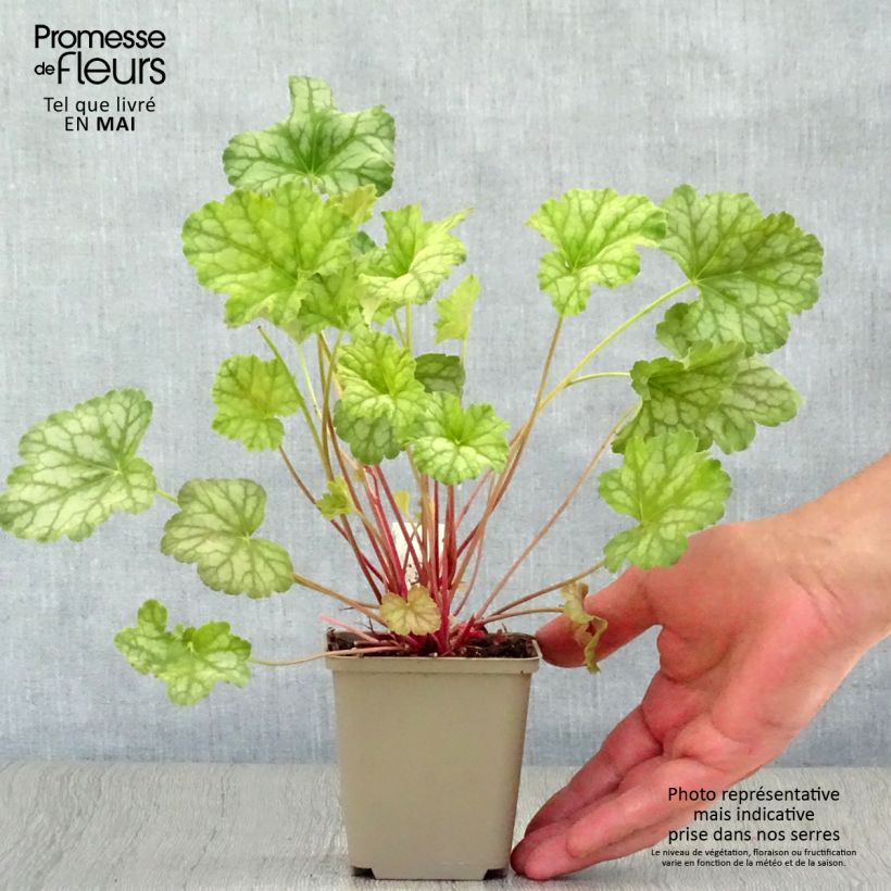 Heuchera Mint Frost Vasetto da 8/9 cm esemplare consegnato in primavera