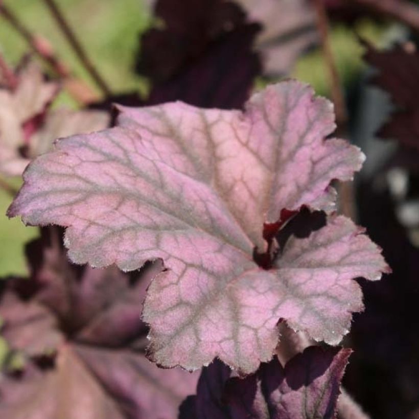 Heuchera Plum Pudding (Fogliame)
