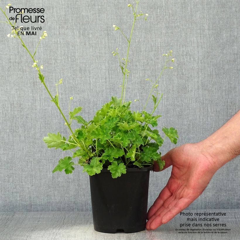 Heuchera Apple Crisp Vaso da 1L/1,5L esemplare consegnato in primavera