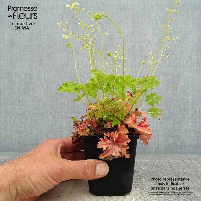 Heuchera Apple Crisp Vasetto da 8/9 cm esemplare consegnato in primavera