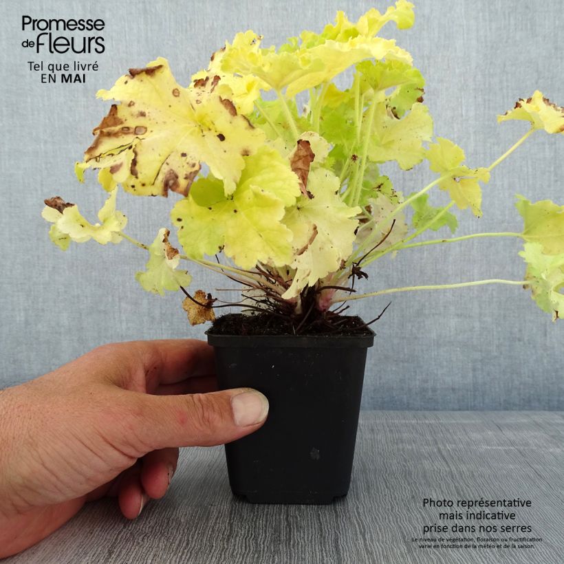 Heuchera Apple Twist Vasetto da 8/9 cm esemplare consegnato in primavera