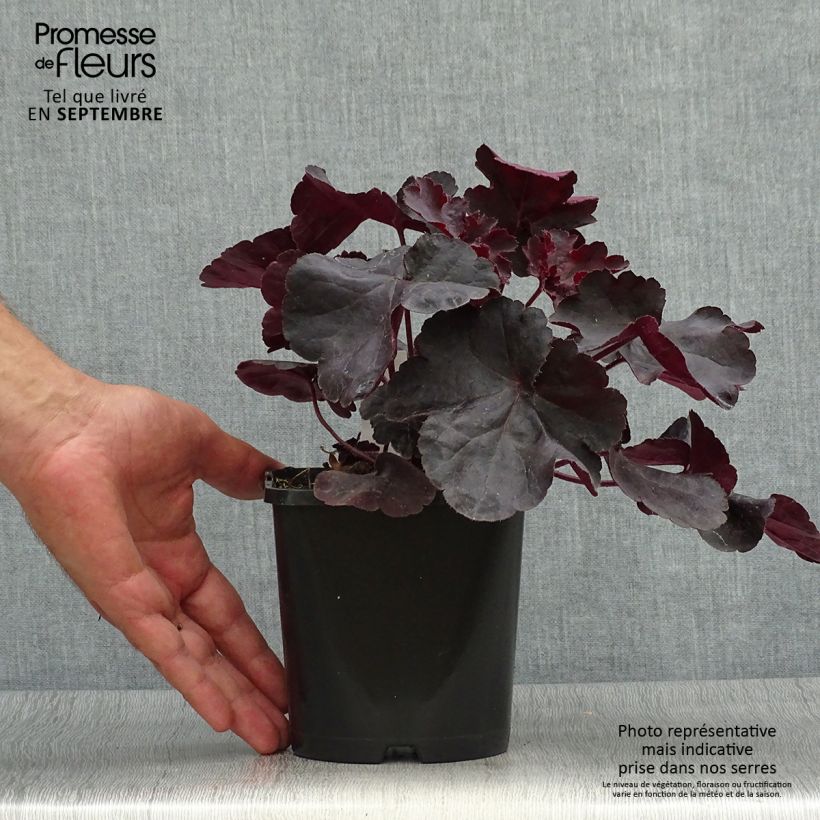 Esemplare di Heuchera Black Forest Cake Vaso da 1L/1,5L come consegnato in autunno