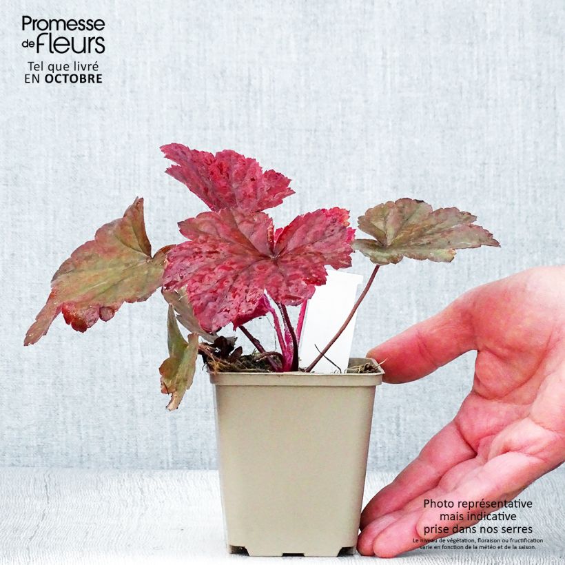 Esemplare di Heuchera Bloody Dinosaur Vasetto da 8/9 cm come consegnato in autunno