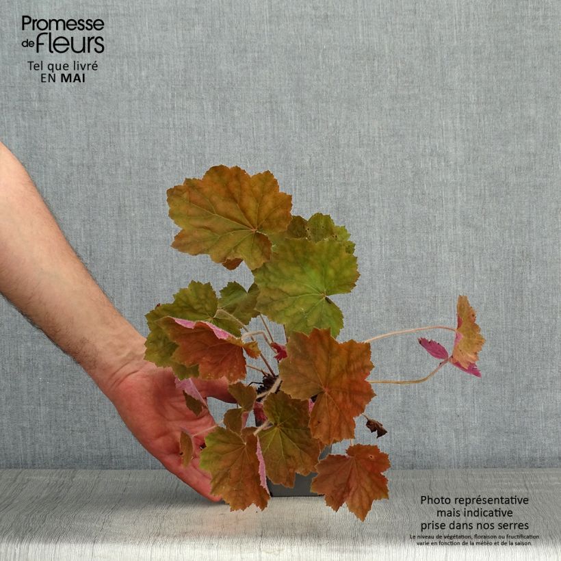 Heuchera Brownies Vasetto da 8/9 cm esemplare consegnato in primavera