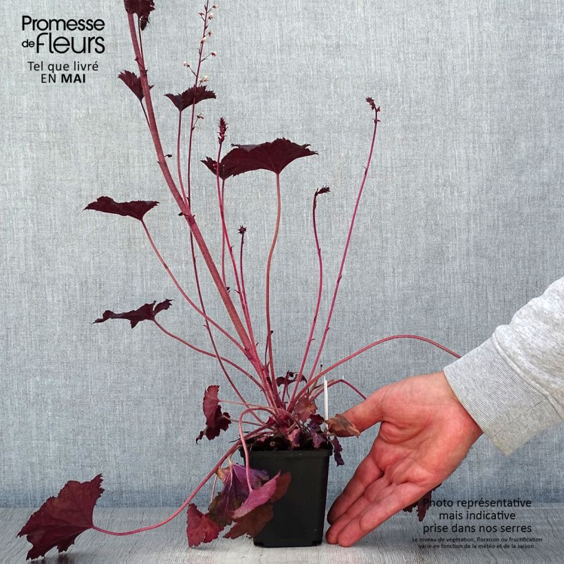 Heuchera Frosted Violet Vasetto da 8/9 cm esemplare consegnato in primavera