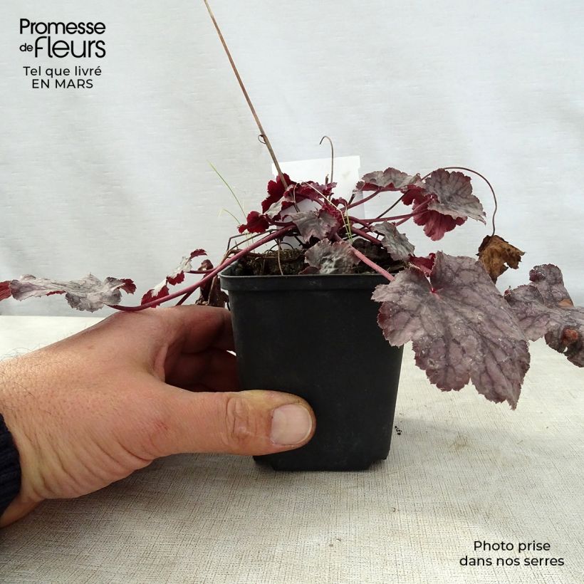 Heuchera Amethyst Myst Vasetto da 8/9 cm esemplare consegnato in primavera