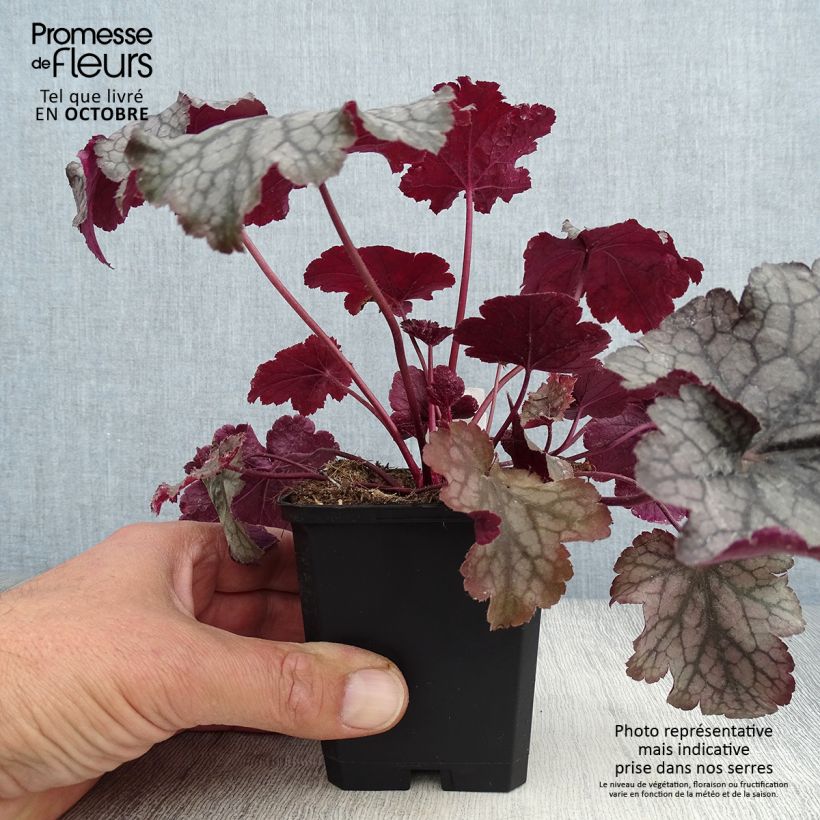 Esemplare di Heuchera Amethyst Myst Vasetto da 8/9 cm come consegnato in autunno