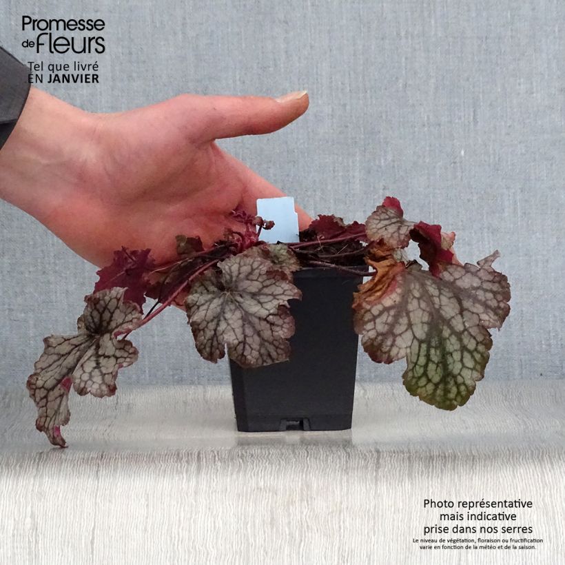 Heuchera Amethyst Myst Vasetto da 8/9 cm esemplare consegnato in inverno