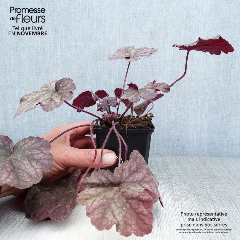 Esemplare di Heuchera Beaujolais Vasetto da 8/9 cm come consegnato in autunno