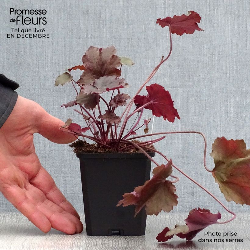 Heuchera Beaujolais Vasetto da 8/9 cm esemplare consegnato in inverno