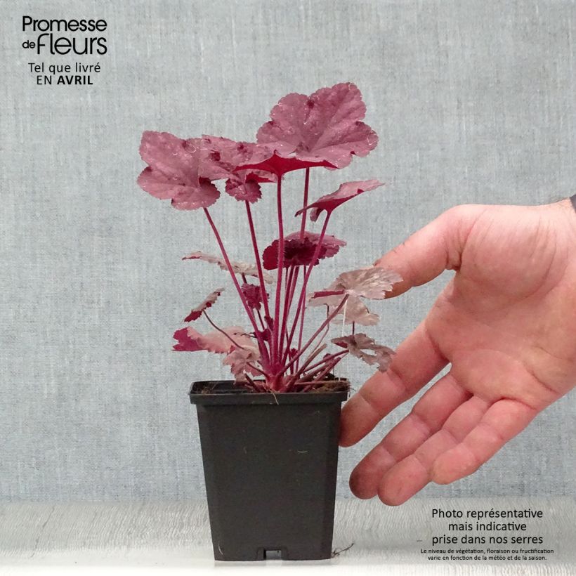 Heuchera Beaujolais Vasetto da 8/9 cm esemplare consegnato in primavera