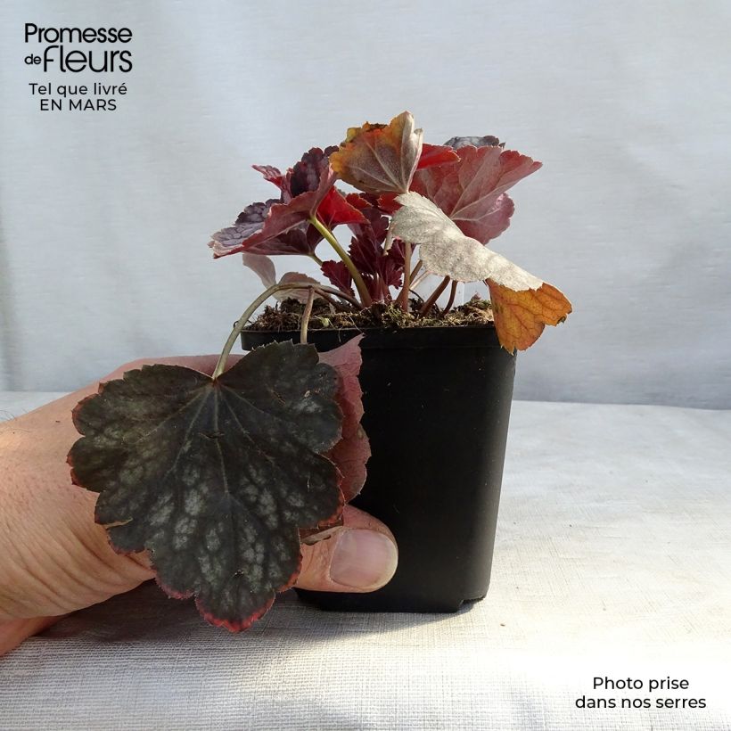 Heuchera Beauty Colour Vasetto da 8/9 cm esemplare consegnato in primavera