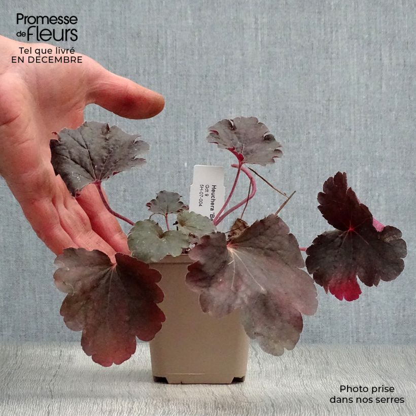 Heuchera Bella Notte Vasetto da 8/9 cm esemplare consegnato in inverno