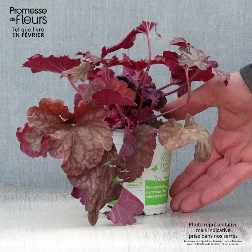 Heuchera Berry Smoothie Vasetto da 8/9 cm esemplare consegnato in inverno