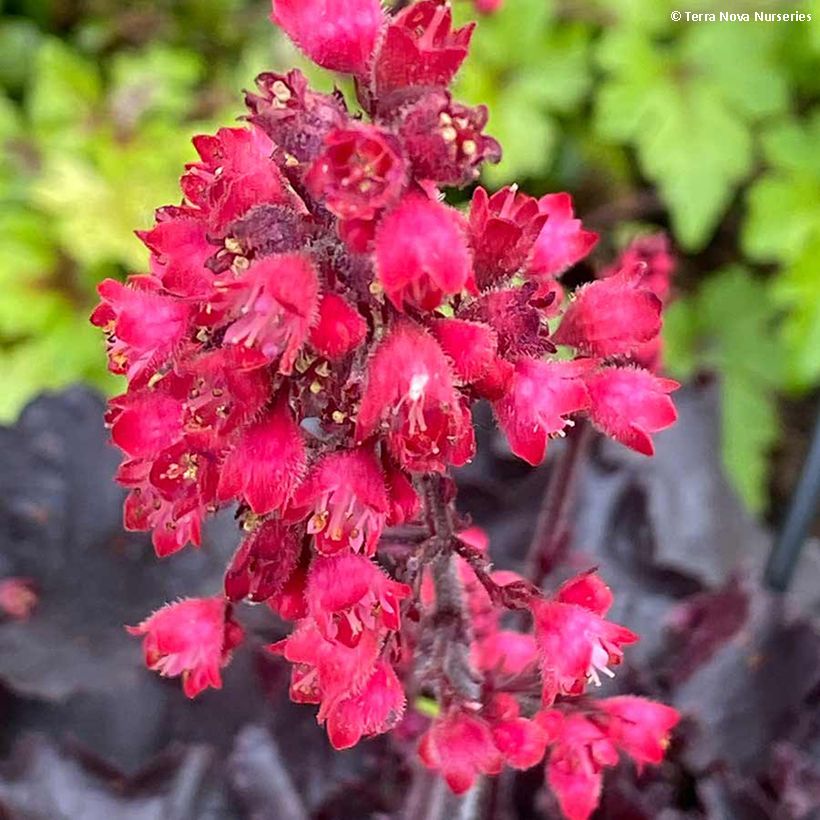 Heuchera Black Forest Cake (Fioritura)