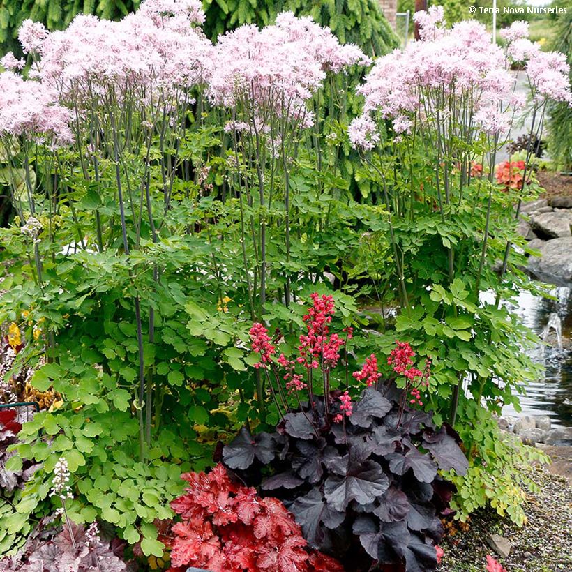 Heuchera Black Forest Cake (Porto)