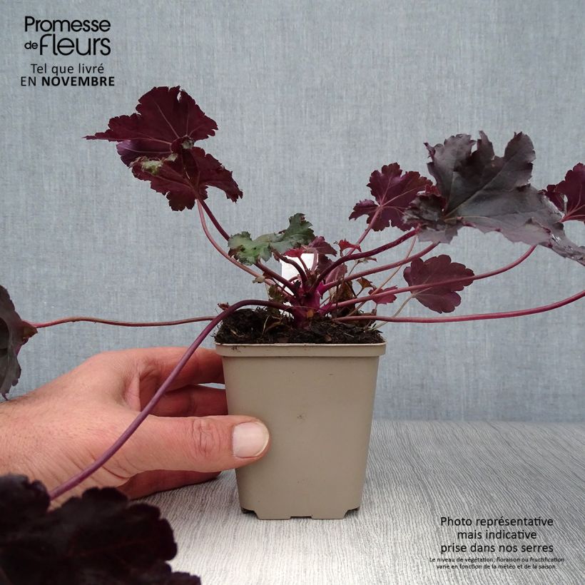 Esemplare di Heuchera Black Pearl Vasetto da 8/9 cm come consegnato in autunno