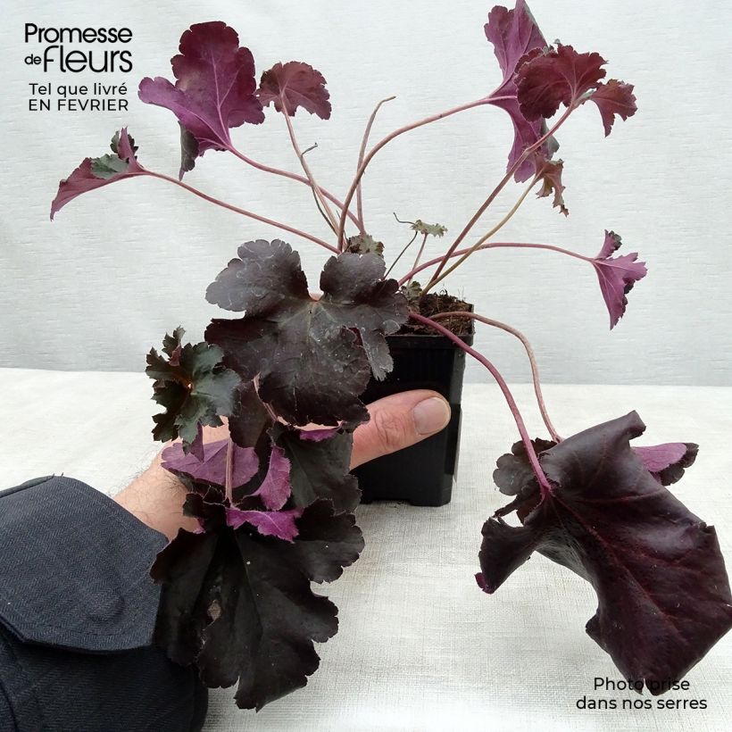 Heuchera Black Pearl Vasetto da 8/9 cm esemplare consegnato in inverno