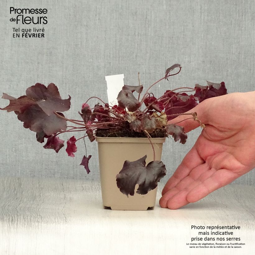 Heuchera Blackout Vasetto da 8/9 cm esemplare consegnato in inverno