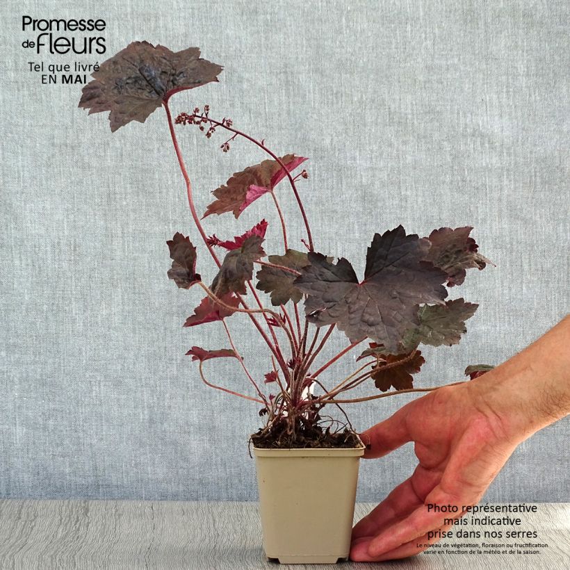 Heuchera Blackout Vasetto da 8/9 cm esemplare consegnato in primavera