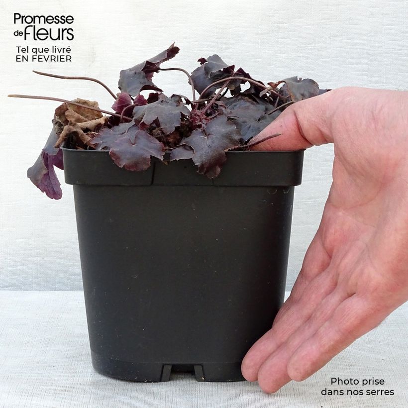 Heuchera Blackout Vaso da 2L/3L esemplare consegnato in inverno