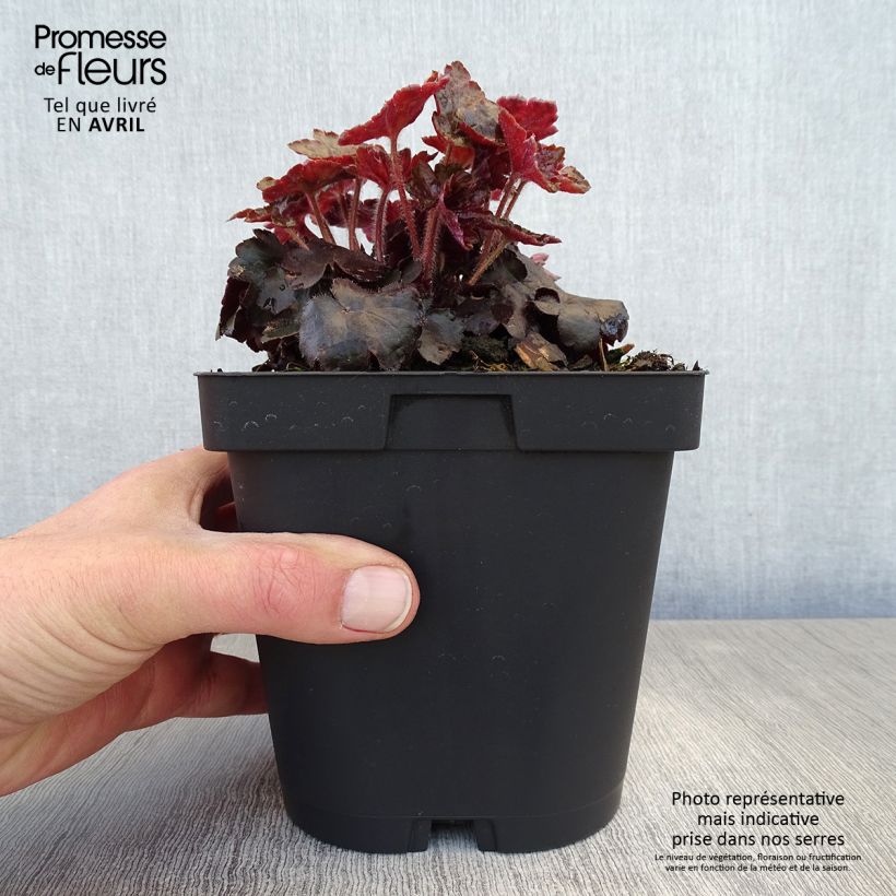 Heuchera Blackout Vaso da 2L/3L esemplare consegnato in primavera