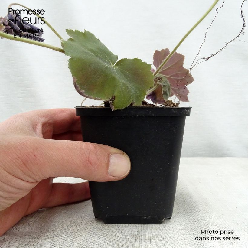 Heuchera villosa Bronze Beauty Vasetto da 8/9 cm esemplare consegnato in primavera