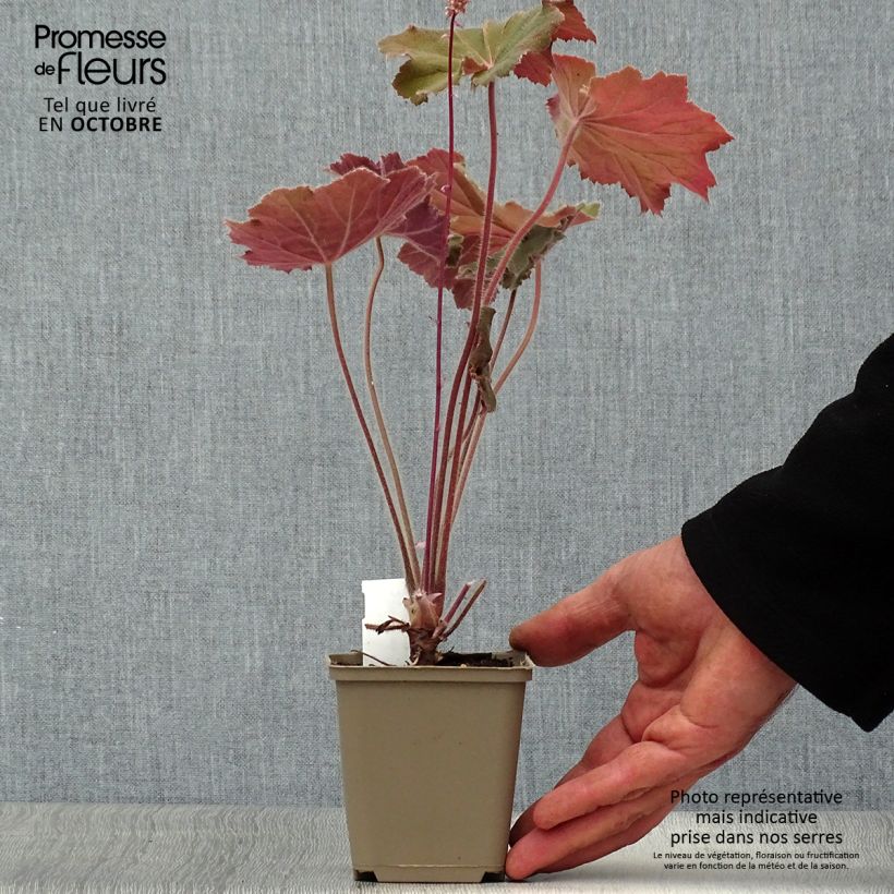 Esemplare di Heuchera villosa Bronze Beauty Vasetto da 8/9 cm come consegnato in autunno