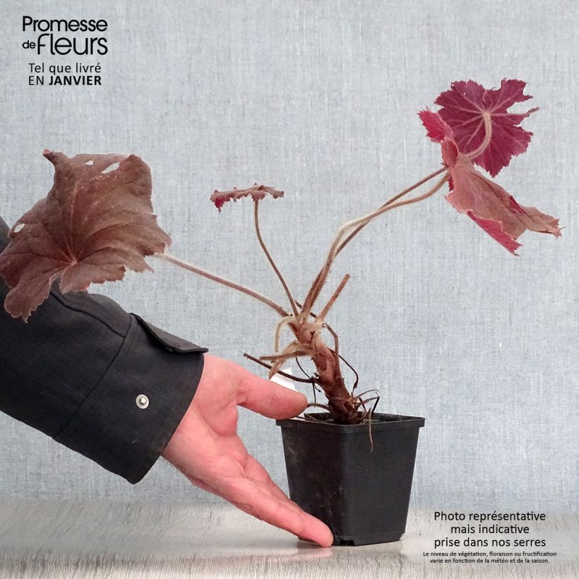 Heuchera villosa Bronze Beauty Vasetto da 8/9 cm esemplare consegnato in inverno