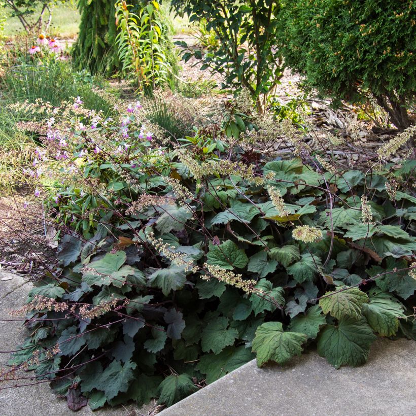 Heuchera Brownies (Porto)