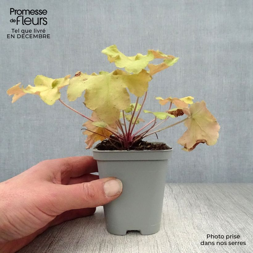 Heuchera Caramel Vasetto da 8/9 cm esemplare consegnato in inverno