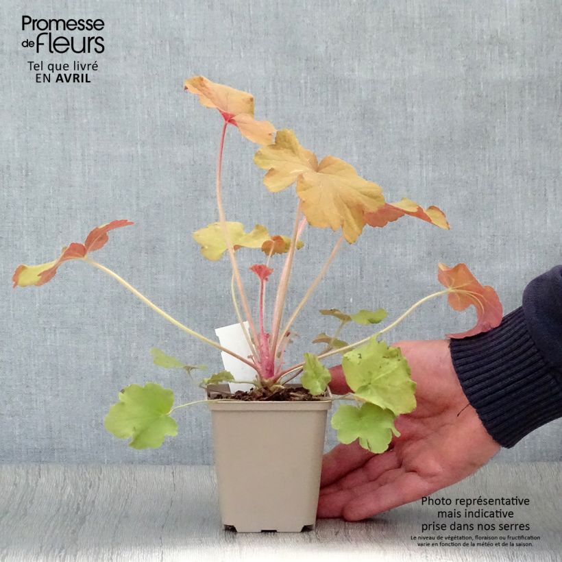 Heuchera Caramel Vasetto da 8/9 cm esemplare consegnato in primavera