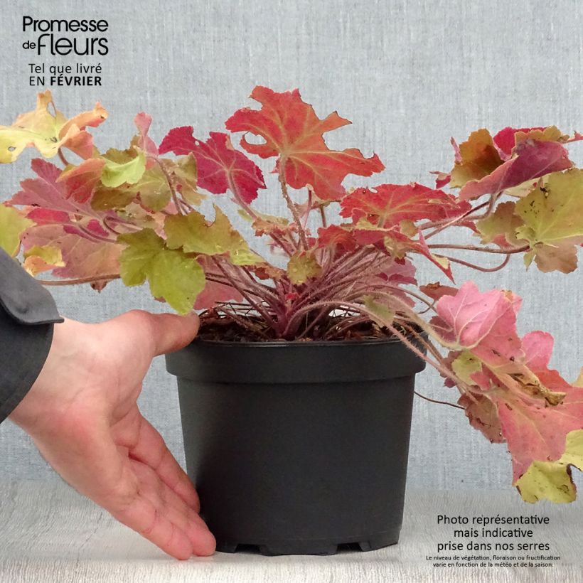 Heuchera Caramel Vaso da 2L/3L esemplare consegnato in inverno