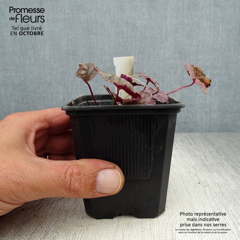 Esemplare di Heuchera Cascade Dawn Vasetto da 8/9 cm come consegnato in autunno