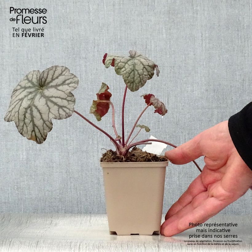 Heuchera Cascade Dawn Vasetto da 8/9 cm esemplare consegnato in inverno