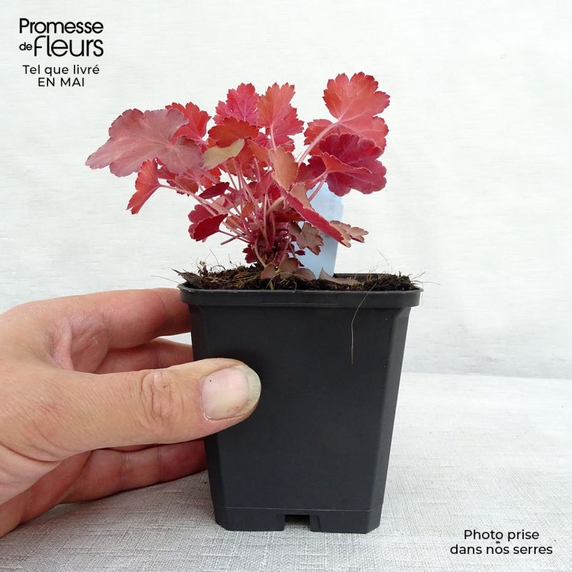 Heuchera Cherry Cola Vasetto da 8/9 cm esemplare consegnato in primavera