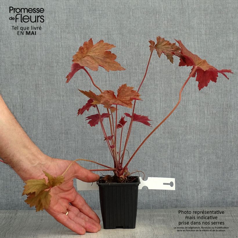 Heuchera Copper Dinosaur Vasetto da 8/9 cm esemplare consegnato in primavera