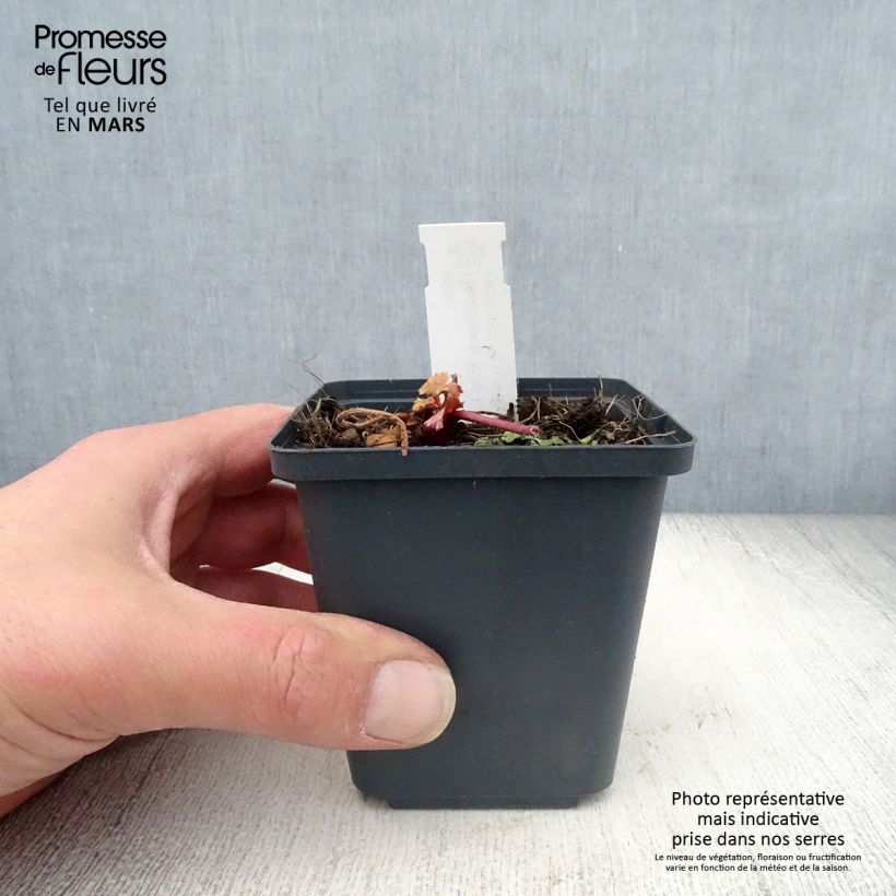 Heuchera Fire Chief Vasetto da 8/9 cm esemplare consegnato in primavera