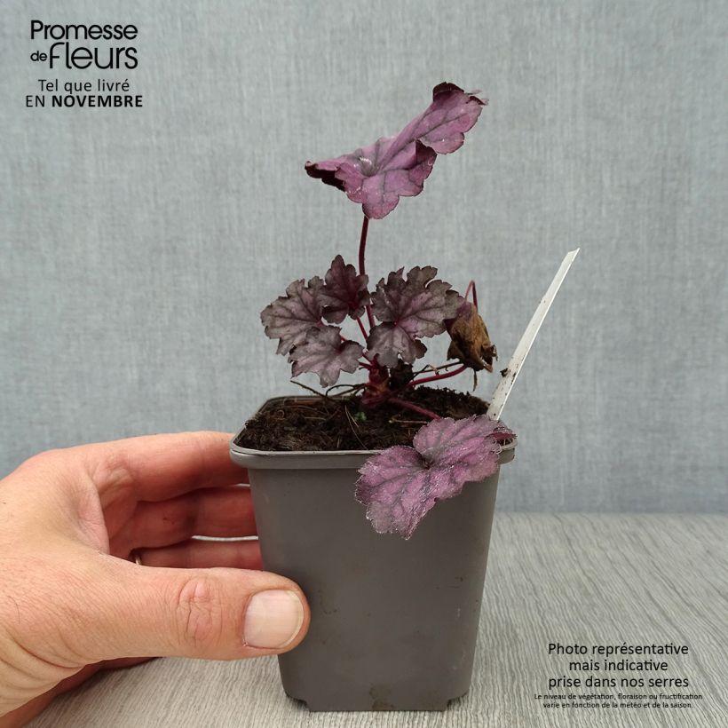 Esemplare di Heuchera Forever Purple Vasetto da 8/9 cm come consegnato in autunno