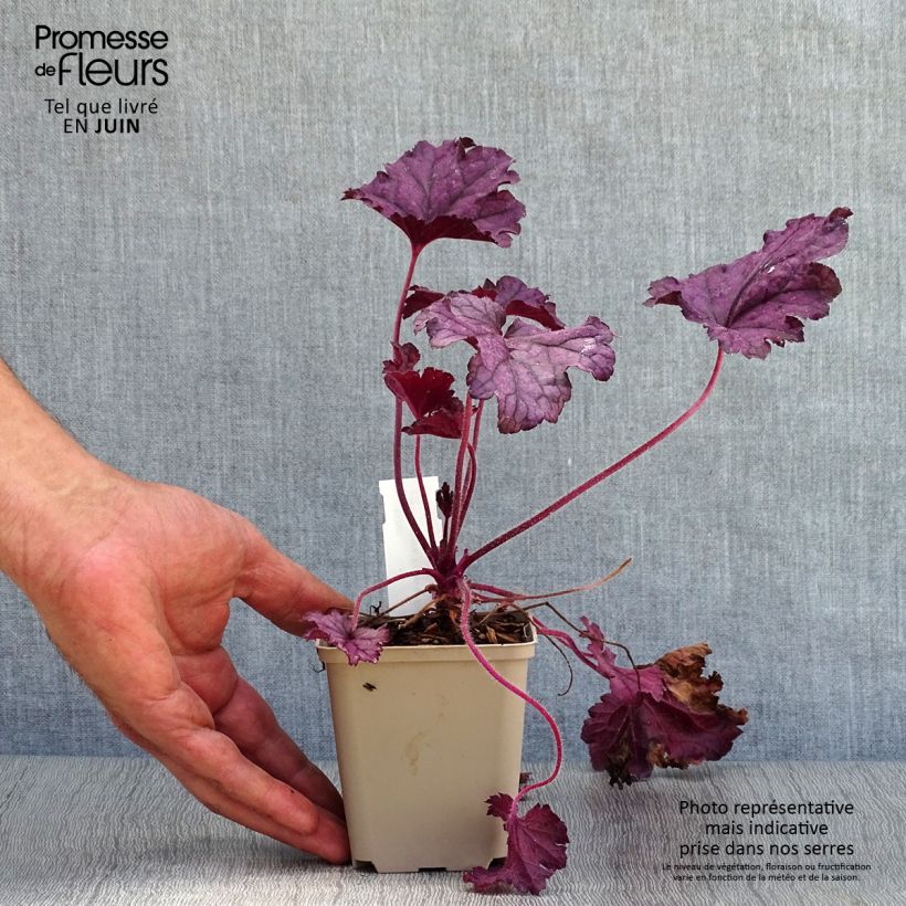 Esemplare di Heuchera Forever Purple Vasetto da 8/9 cm consegnato in estate