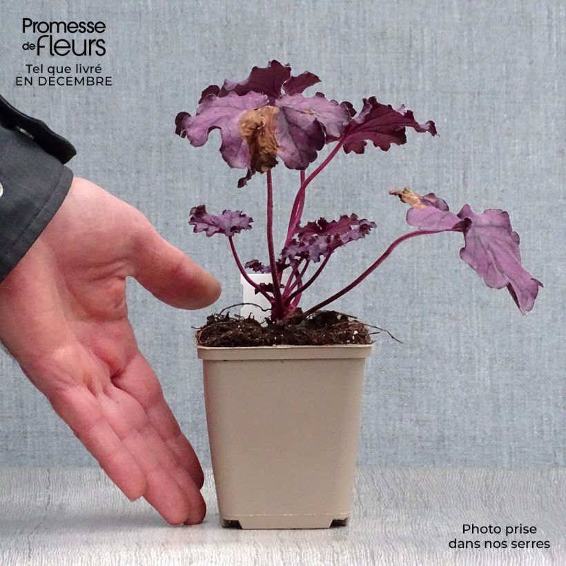 Heuchera Forever Purple Vasetto da 8/9 cm esemplare consegnato in inverno