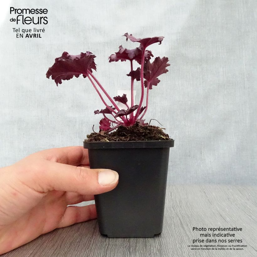 Heuchera Forever Purple Vasetto da 8/9 cm esemplare consegnato in primavera