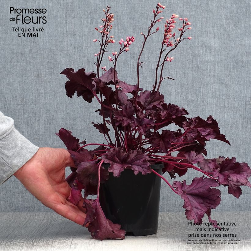 Heuchera Forever Purple Vaso da 1,5L/2L esemplare consegnato in primavera