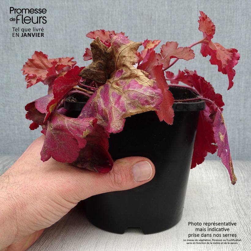 Heuchera Forever Red Vaso da 1,5L/2L esemplare consegnato in inverno